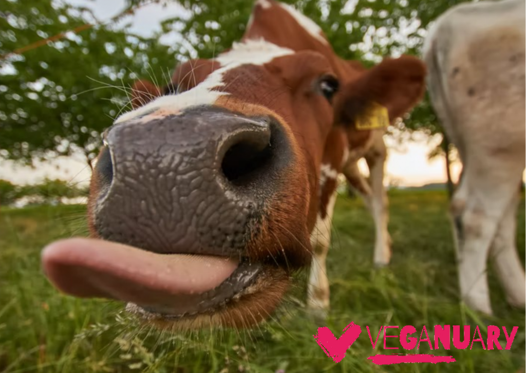 Veganuary – try vegan this January